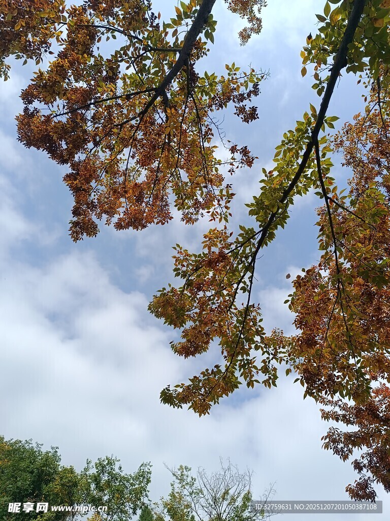 秋日树梢与蓝天白云