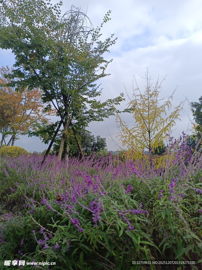 秋日紫色花海与树木景观