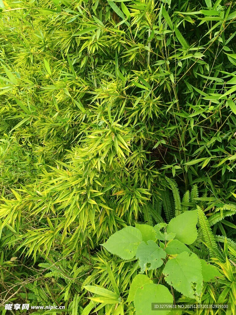 翠绿繁茂的植物景观