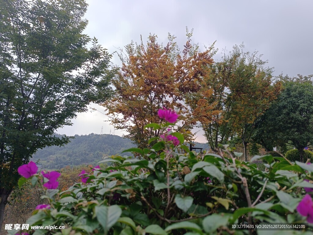 山间绽放的艳丽紫色花朵