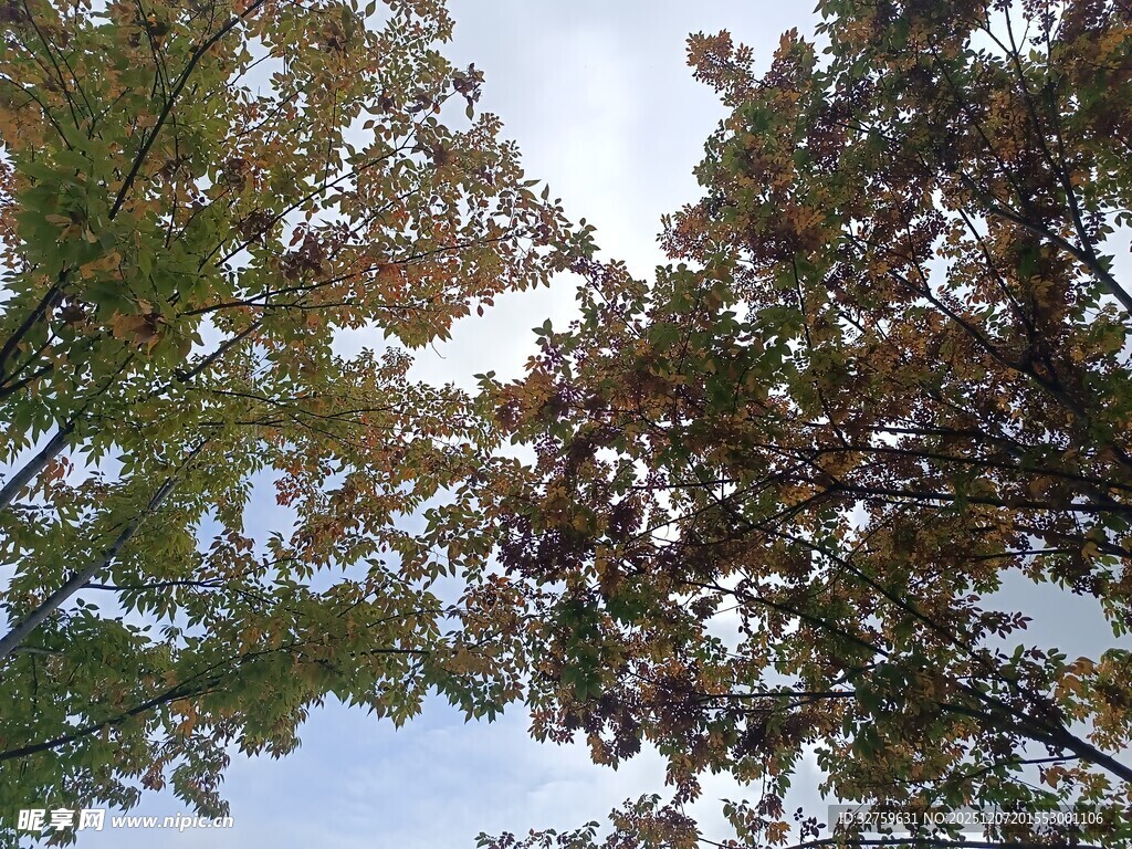 秋日树梢与蓝天景致