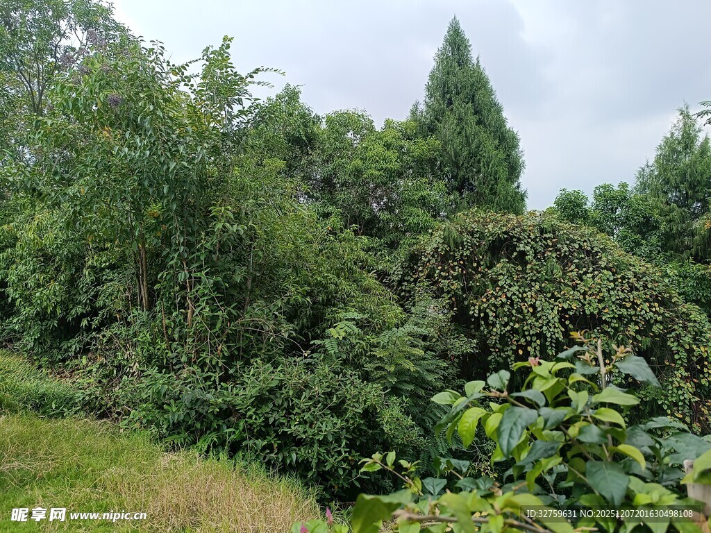 茂密山林绿植景观