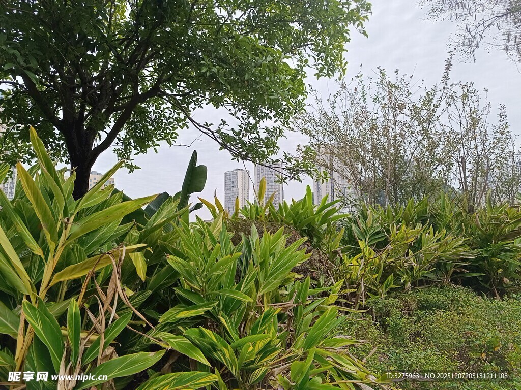 绿意盎然的户外植物景观