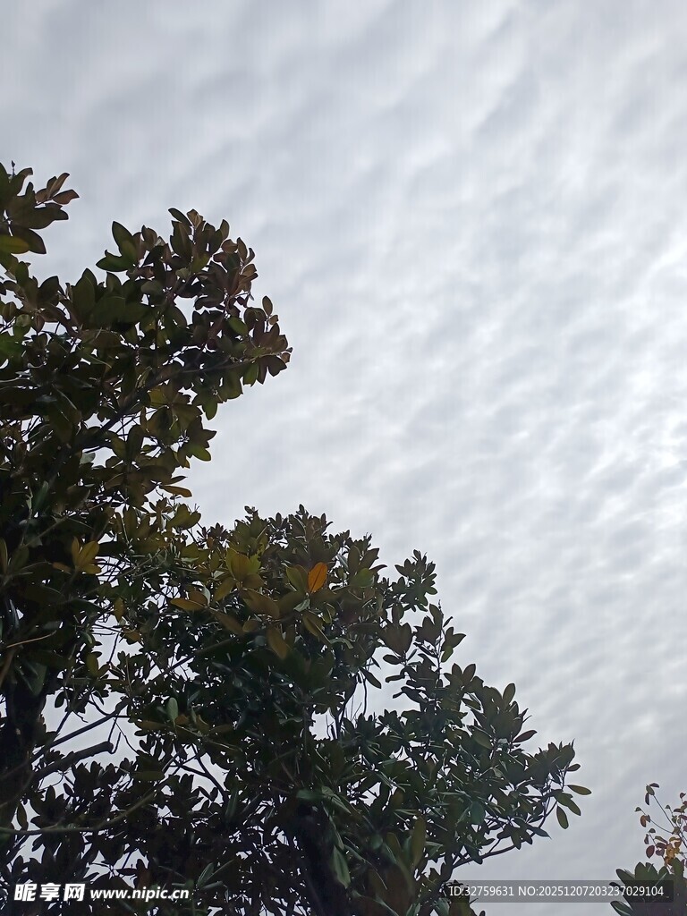 树梢之上的灰白天空