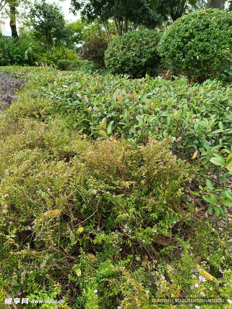 杂草丛生的绿意田园景象