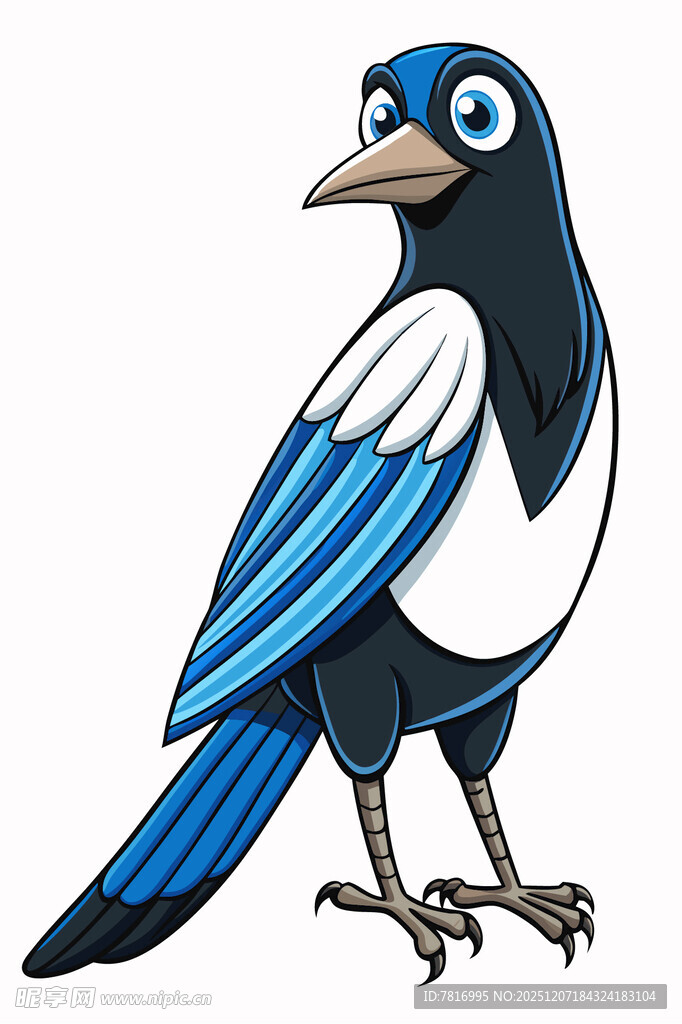 蓝白相间的喜鹊插画