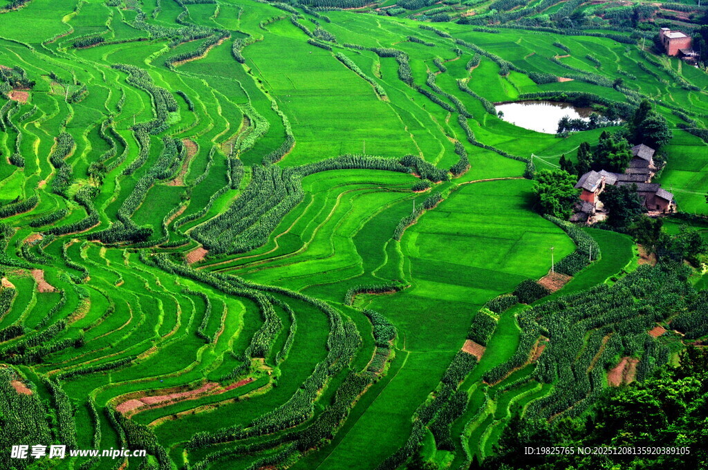 翠绿梯田美景如画
