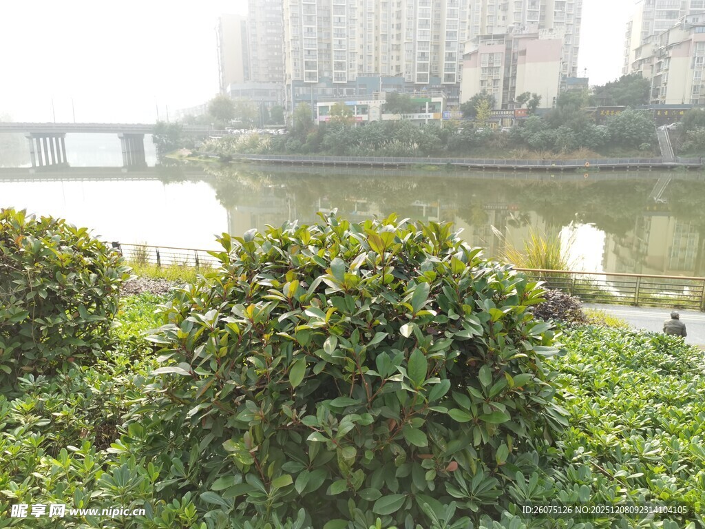 城市河畔绿植景观
