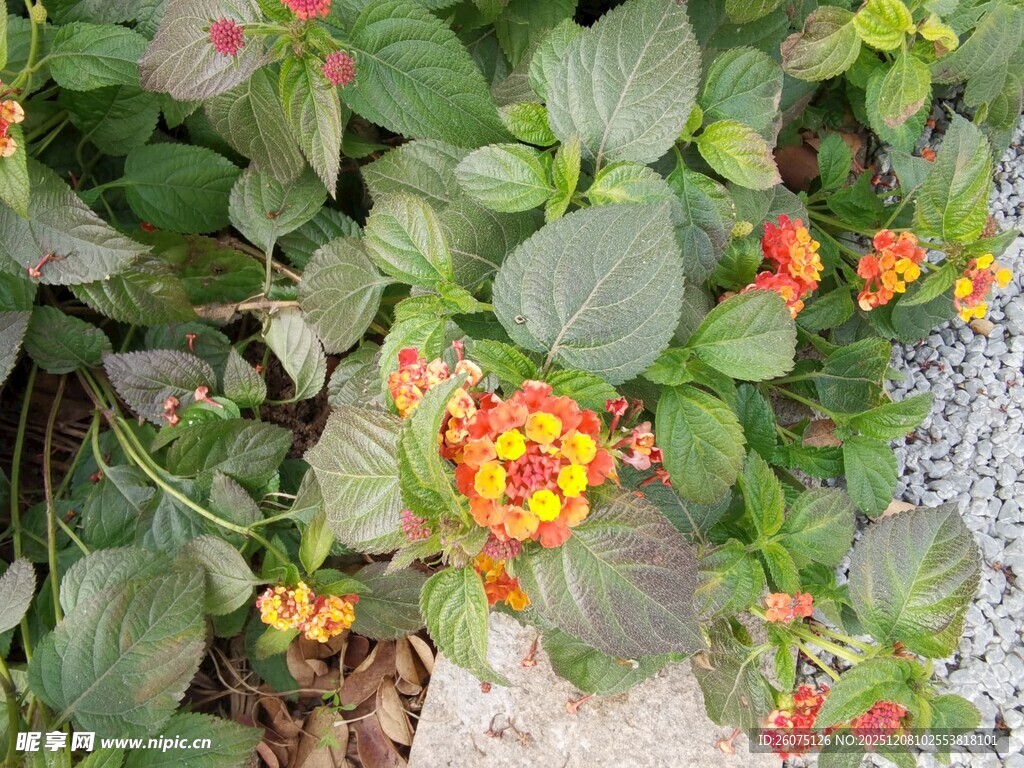 多彩花卉绽放绿叶间