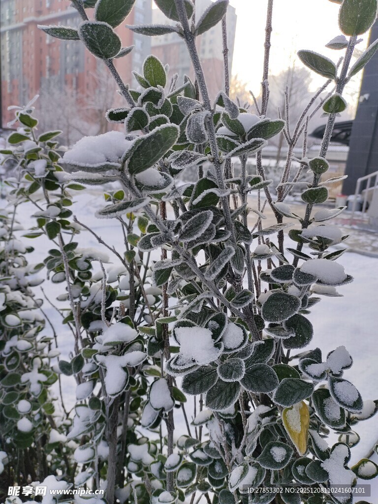 雪覆绿植
