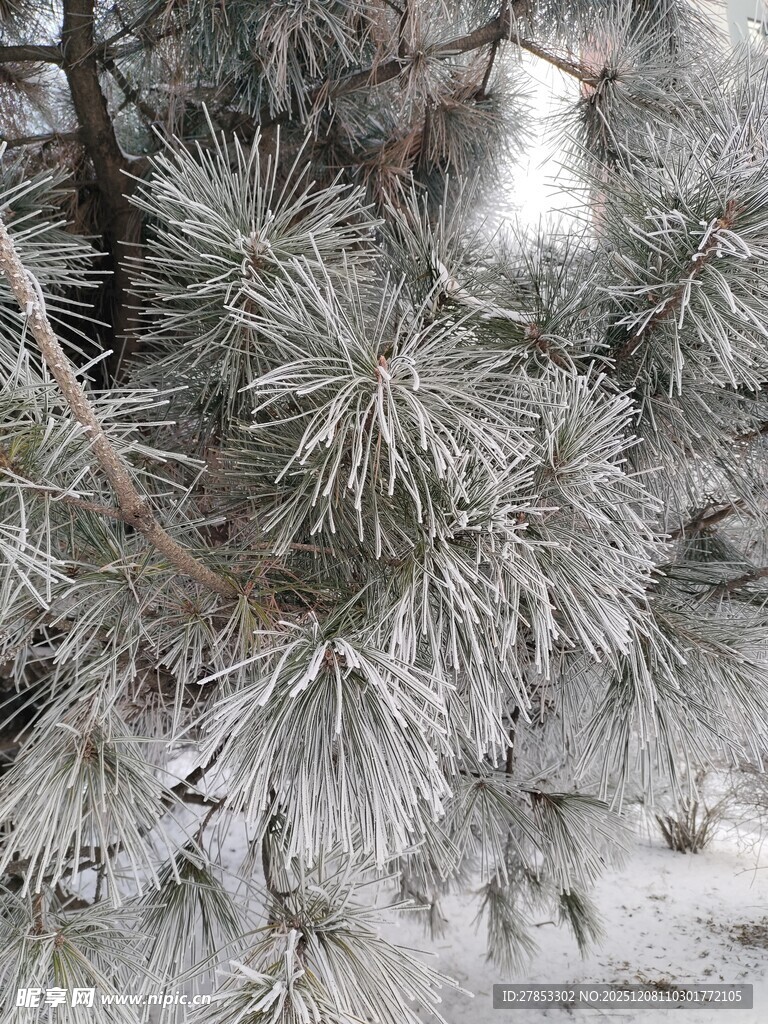 雪覆松枝的冬日景致
