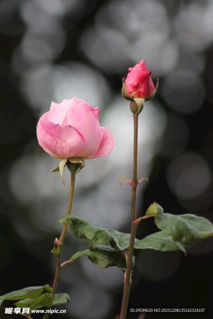 两朵娇艳粉色月季花