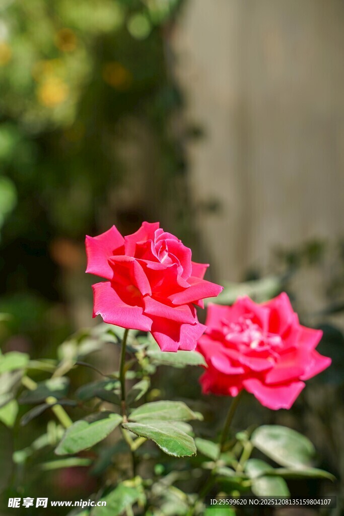 两朵娇艳的红色月季花