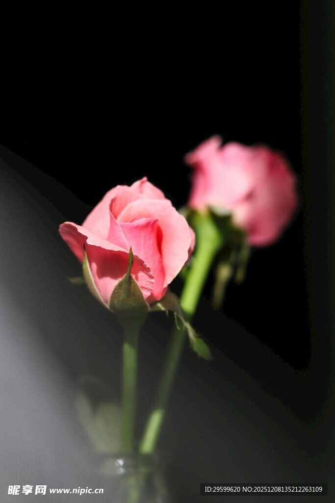 两朵娇艳粉色玫瑰花