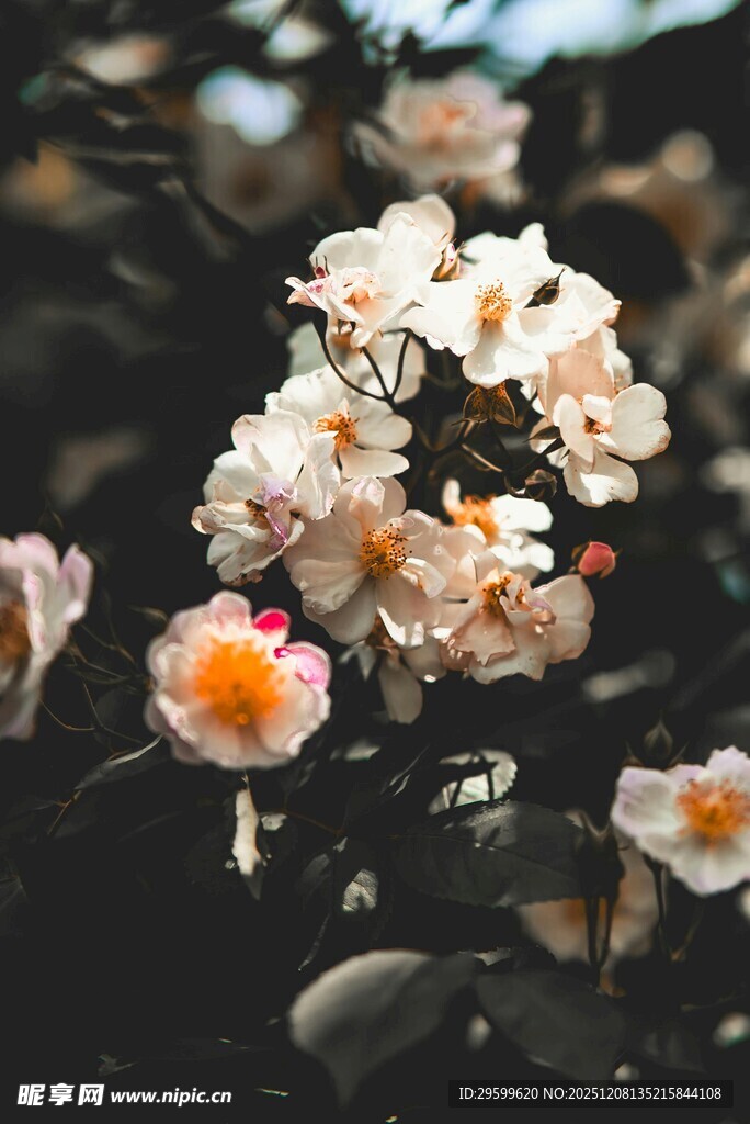 娇艳绽放的美丽花卉