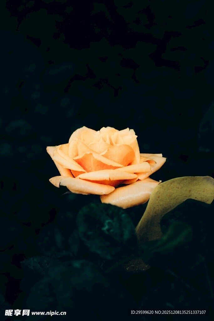 单枝橙黄玫瑰特写