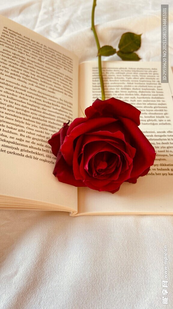 玫瑰置于翻开的书本上