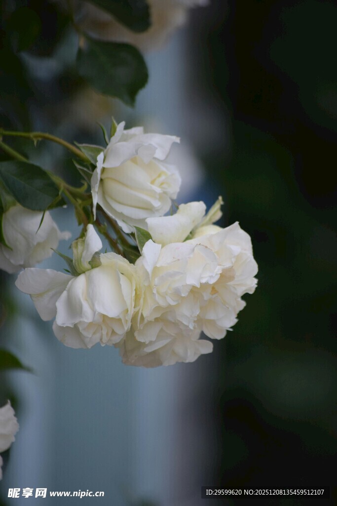 洁白绽放的优雅白玫瑰花