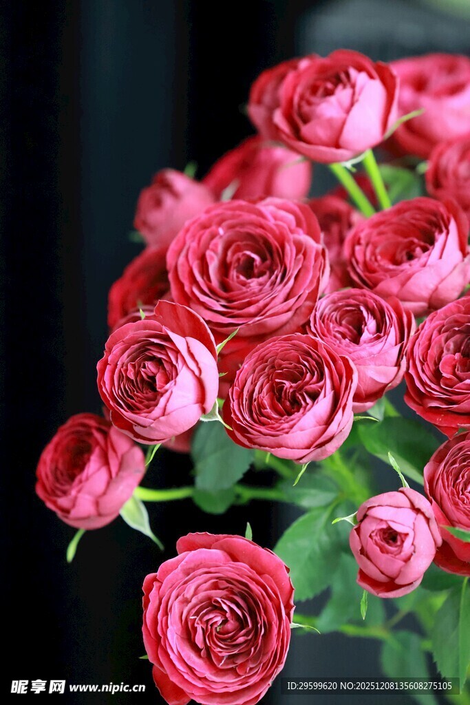 娇艳红玫瑰绽放