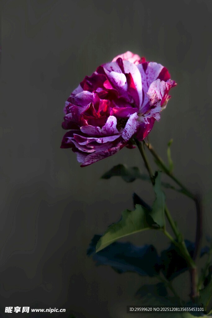 紫色绚烂菊花特写