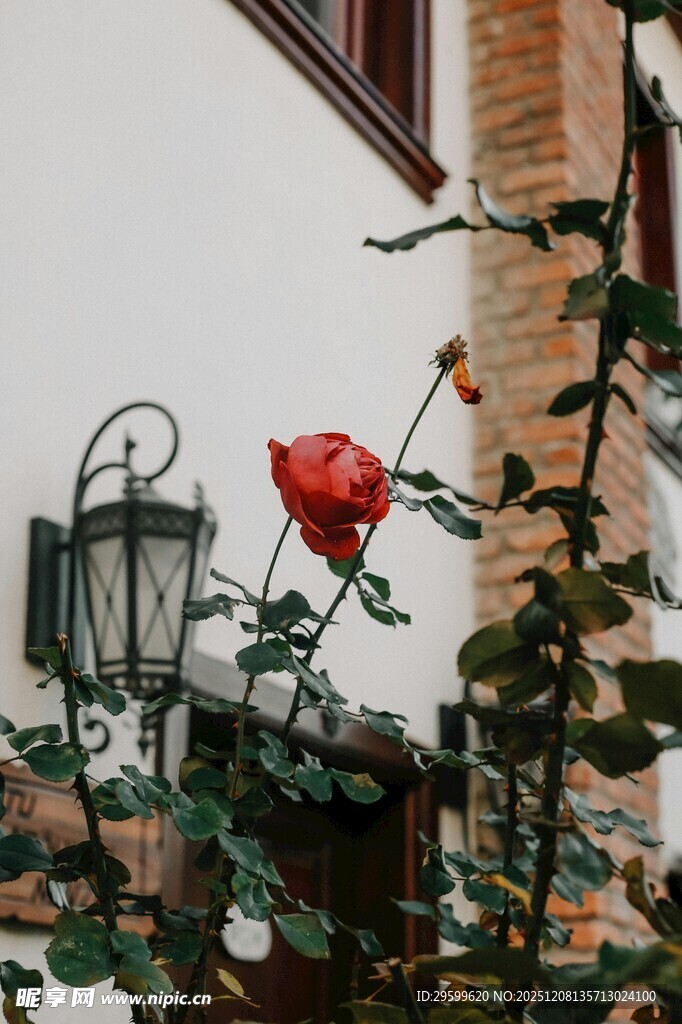 窗边红玫瑰与复古路灯