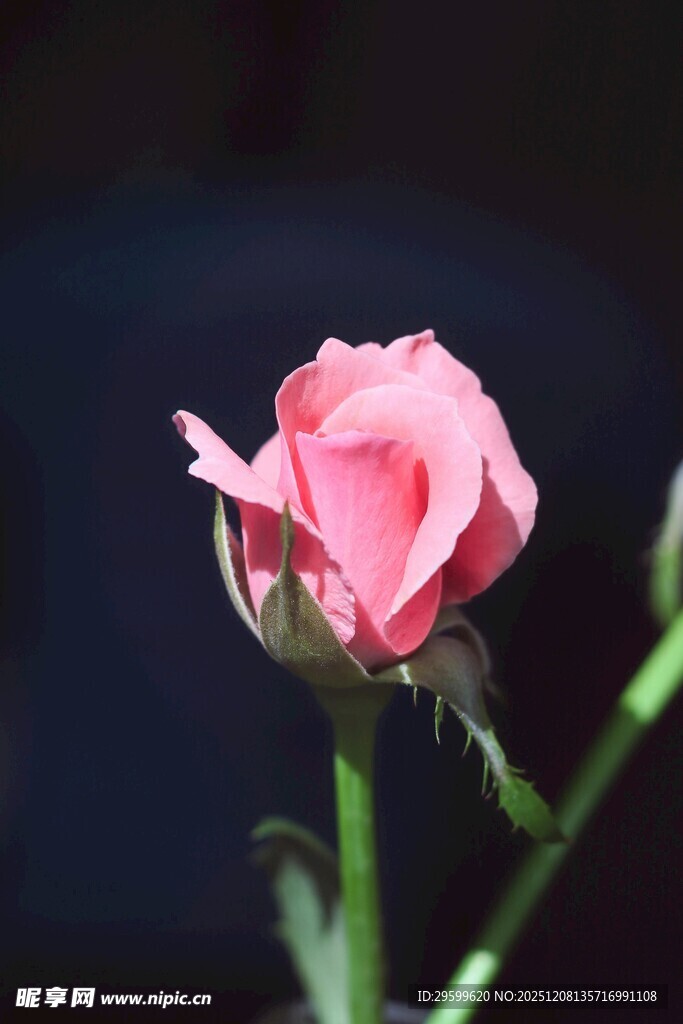 娇艳粉色玫瑰特写