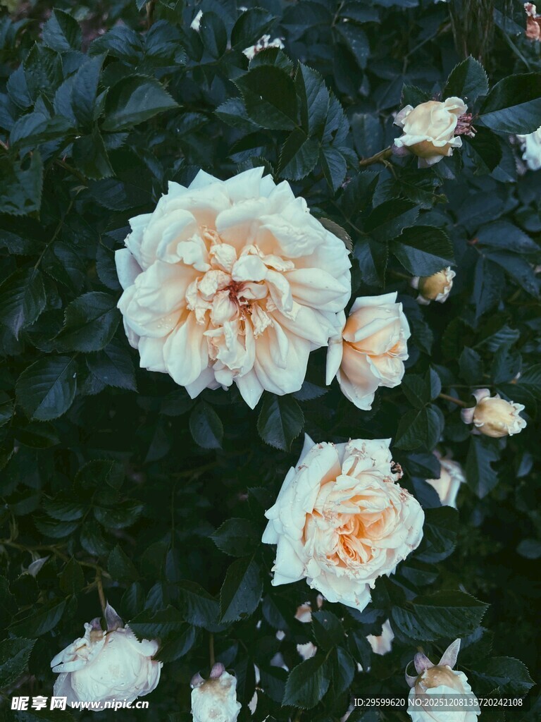 白玫瑰绽放于绿叶间