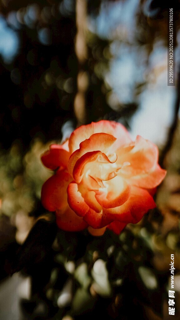 娇艳红玫瑰绽放于林间