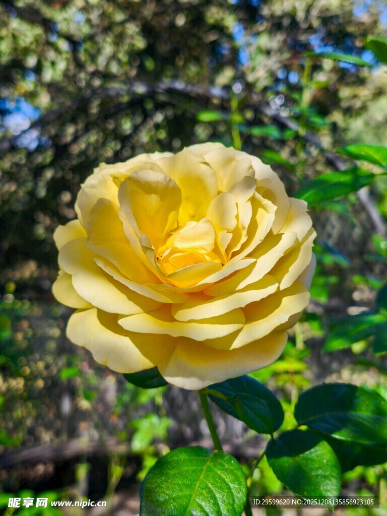 黄玫瑰绽放于绿意间