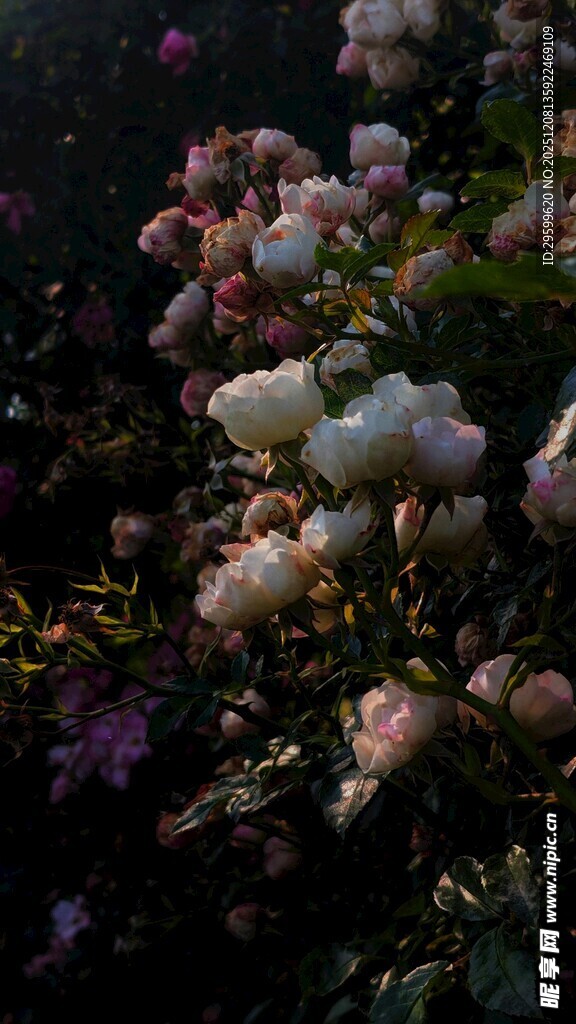 多彩绚烂的花卉景观