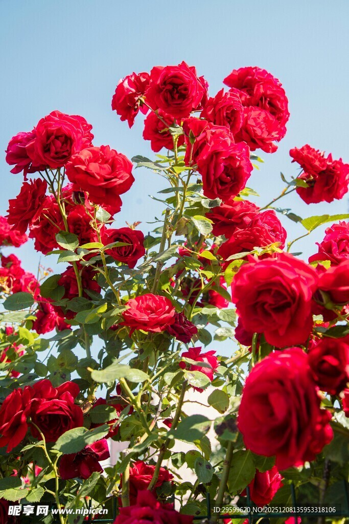 艳丽红玫瑰绽放