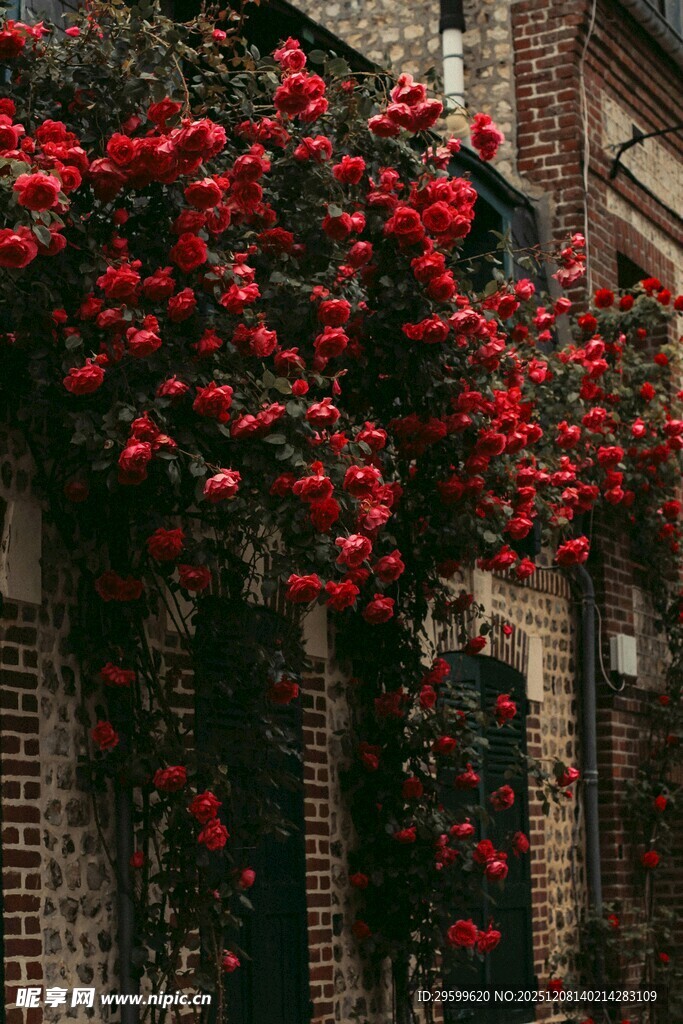 砖墙上盛开的艳丽红蔷薇