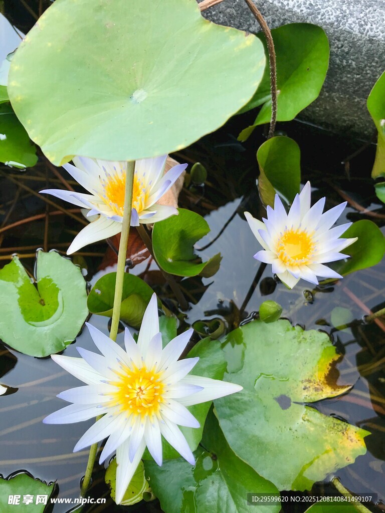 水中绽放的美丽白色睡莲