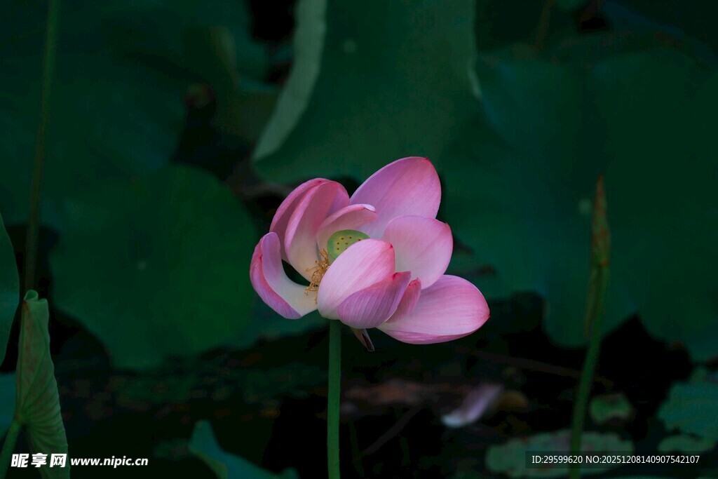粉色荷花绽放于绿意间