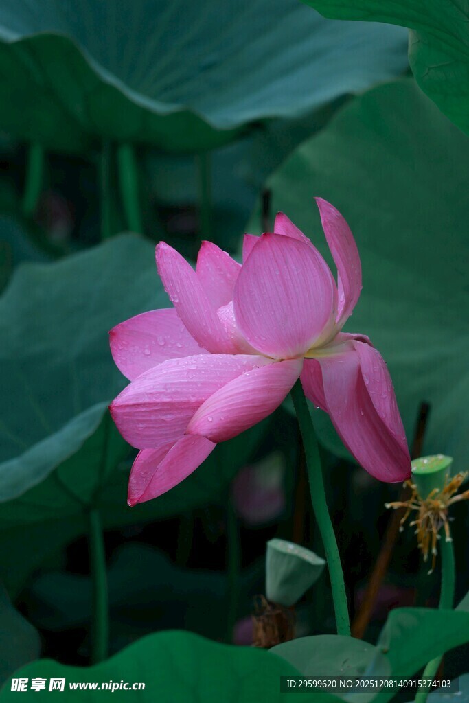 娇艳荷花绽放绿叶间