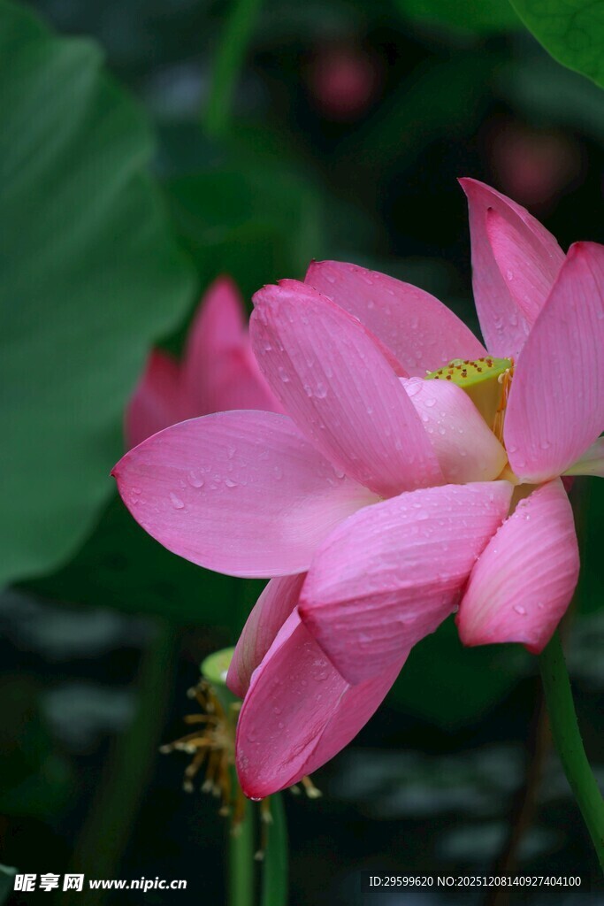 粉色荷花旁的小蜜蜂