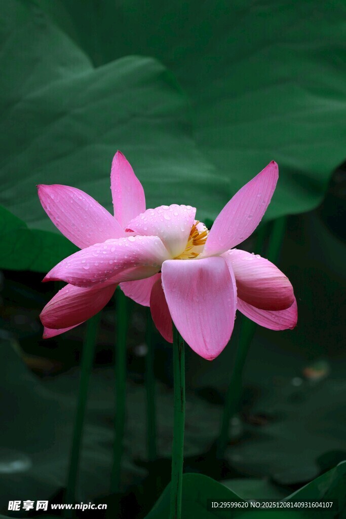 娇艳粉色荷花绽放