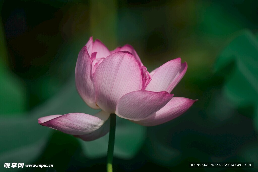 娇艳粉色荷花特写