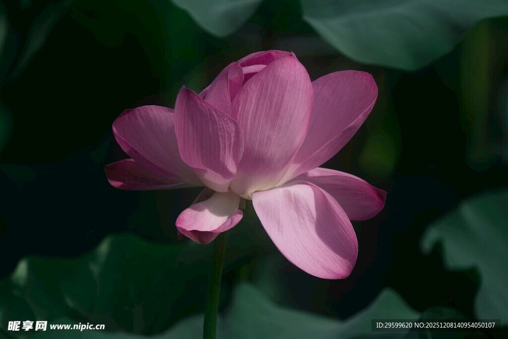 娇艳粉色荷花绽放