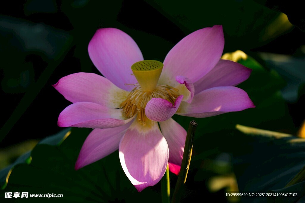 娇艳粉色荷花特写