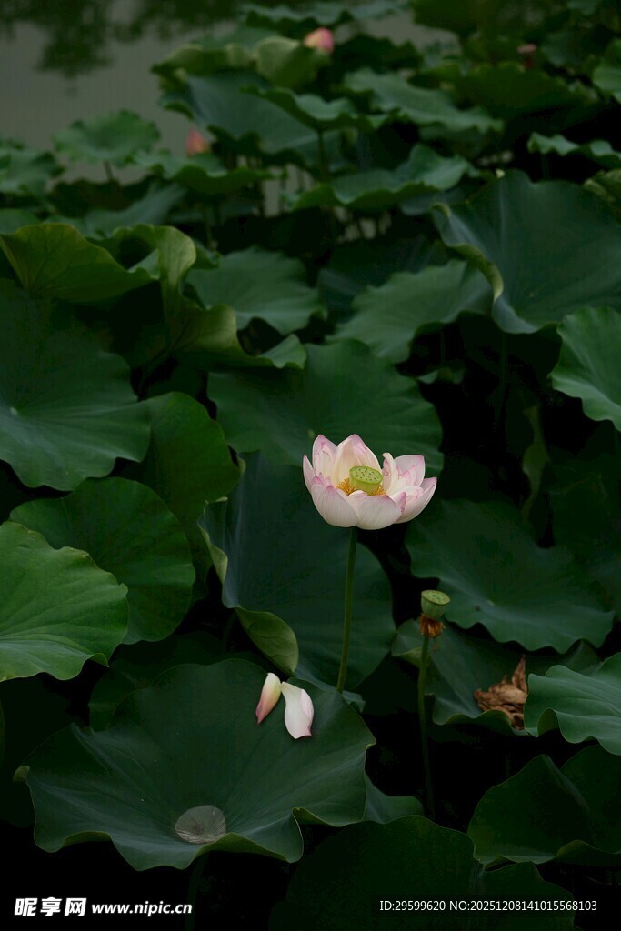水中绽放的娇艳荷花