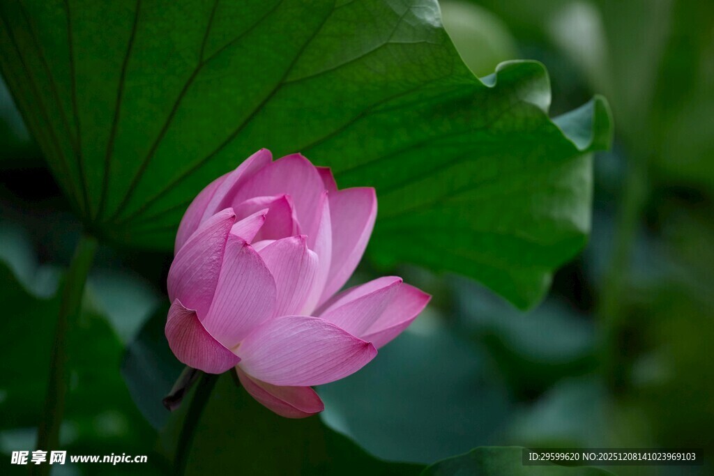 娇艳荷花绽放绿叶间