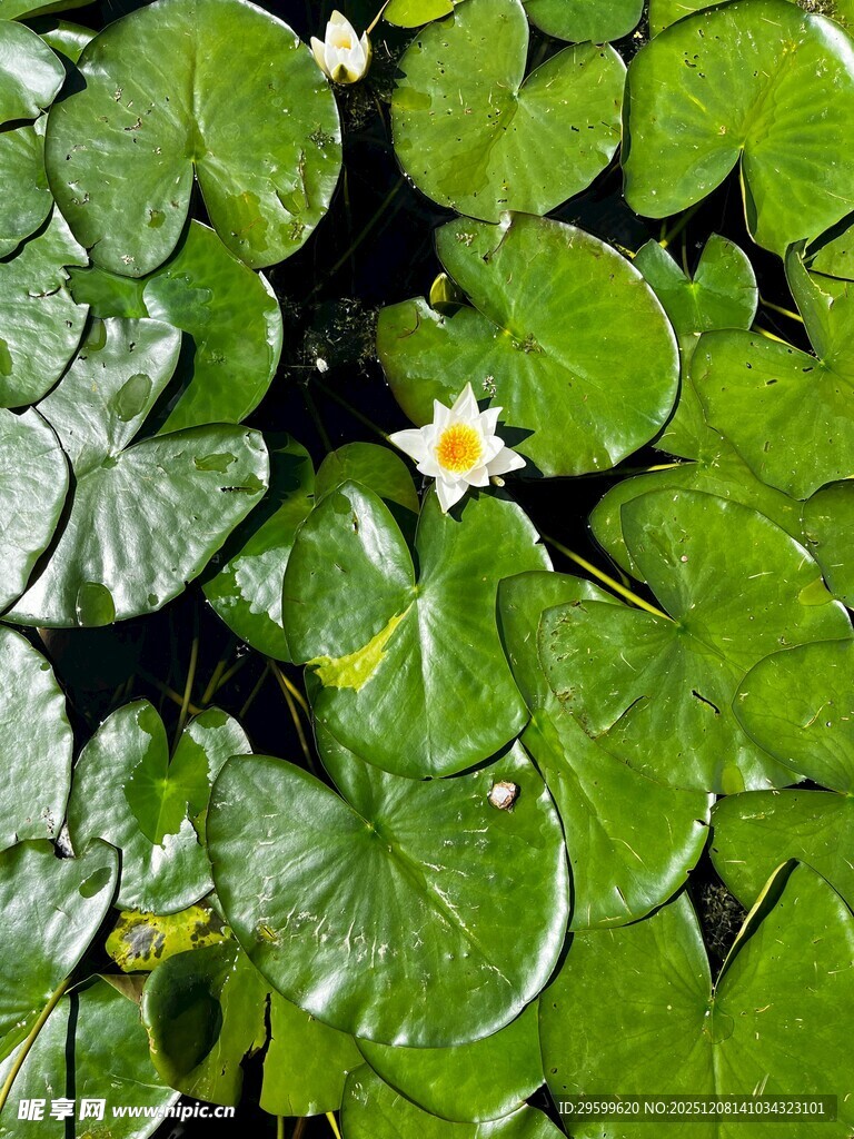 水面上的睡莲与荷叶