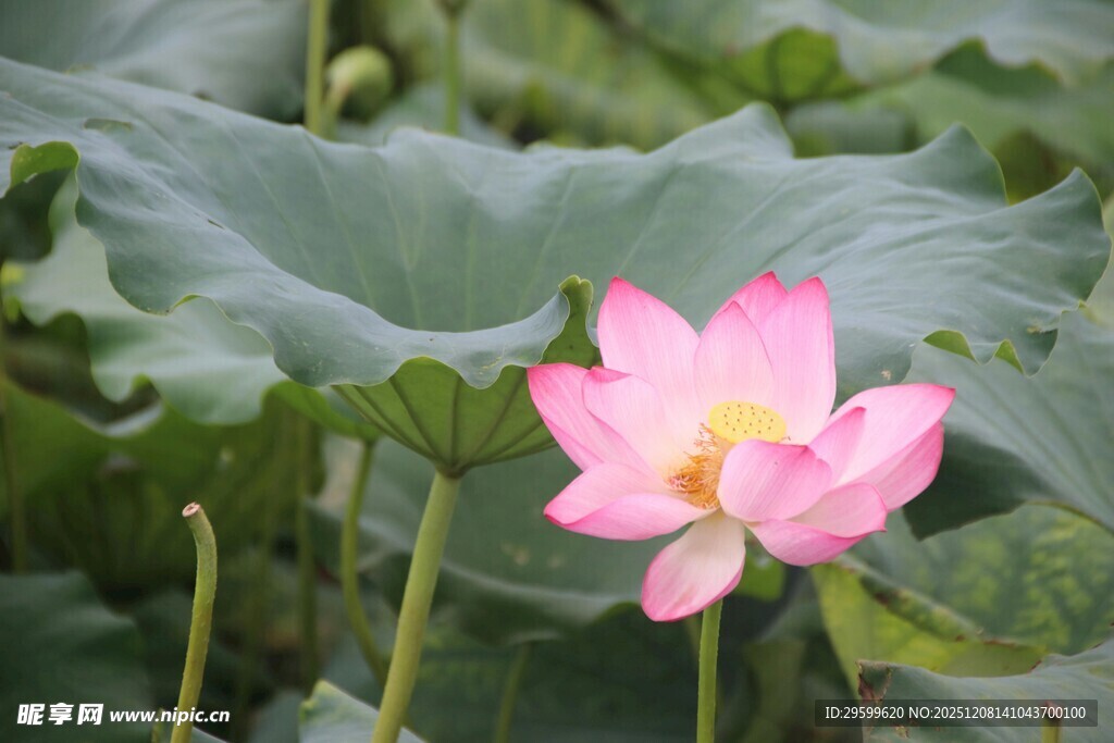 娇艳荷花绽放于绿叶间