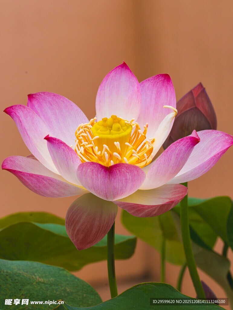 娇艳盛开的粉色荷花