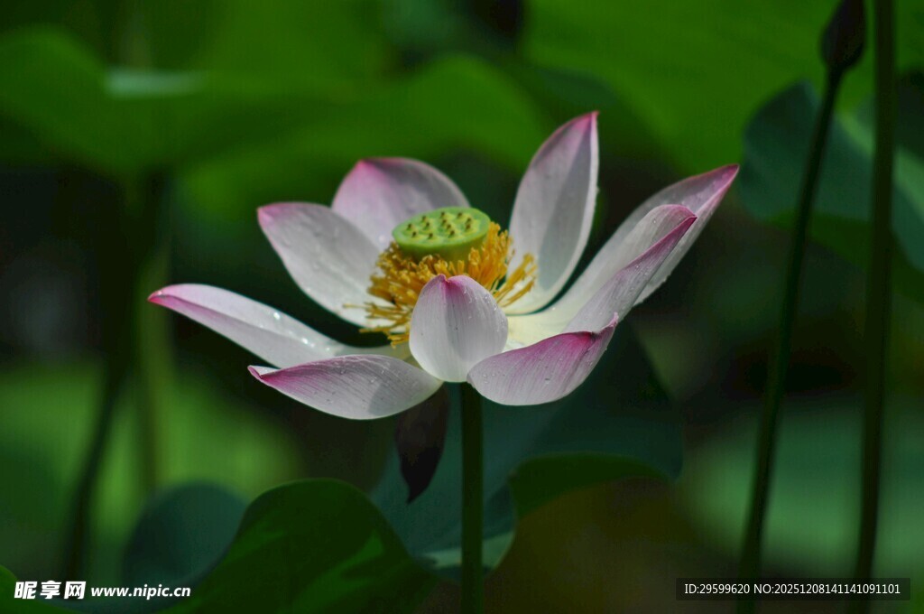绽放的美丽荷花