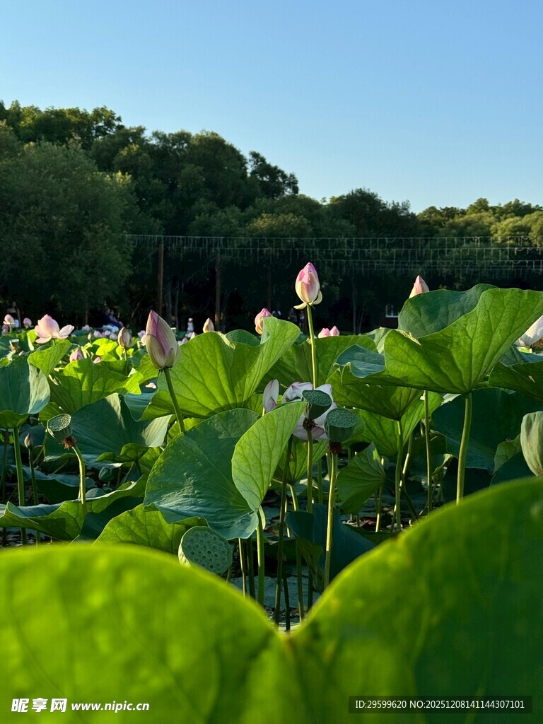 夏日荷塘美景