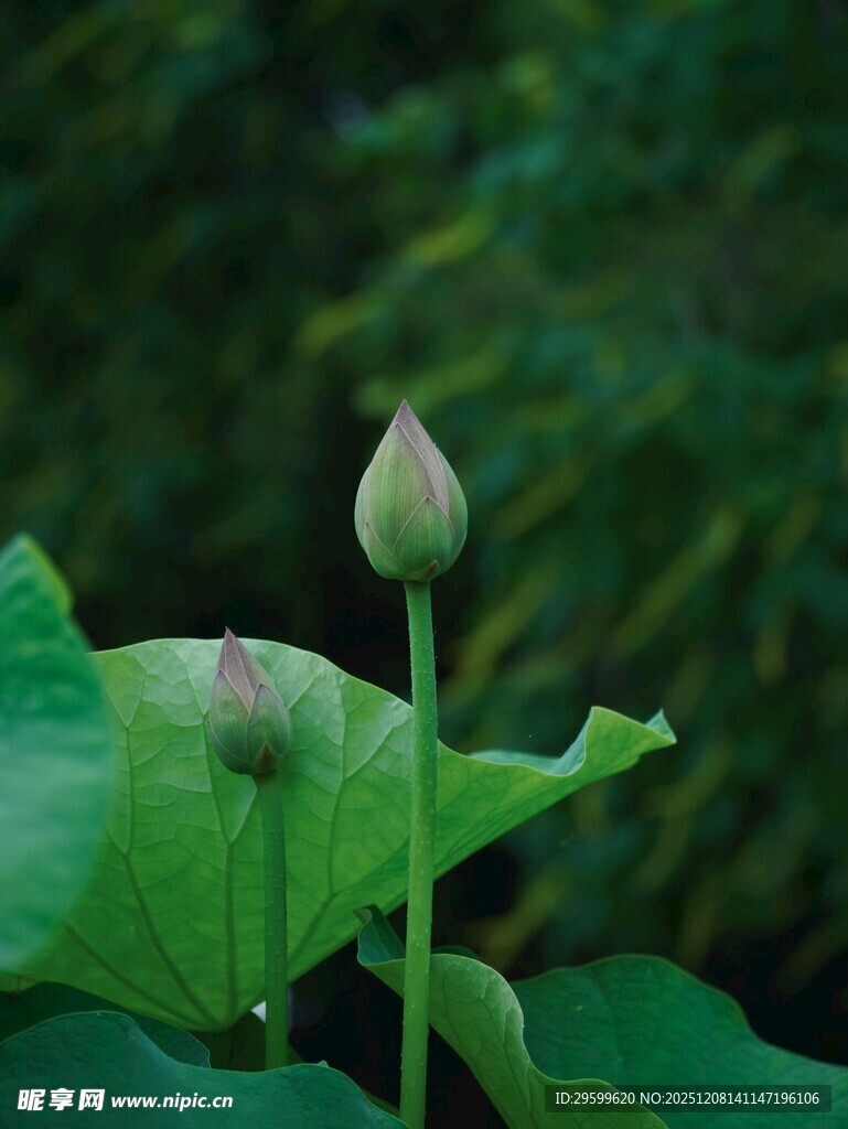 含苞待放的荷花与荷叶