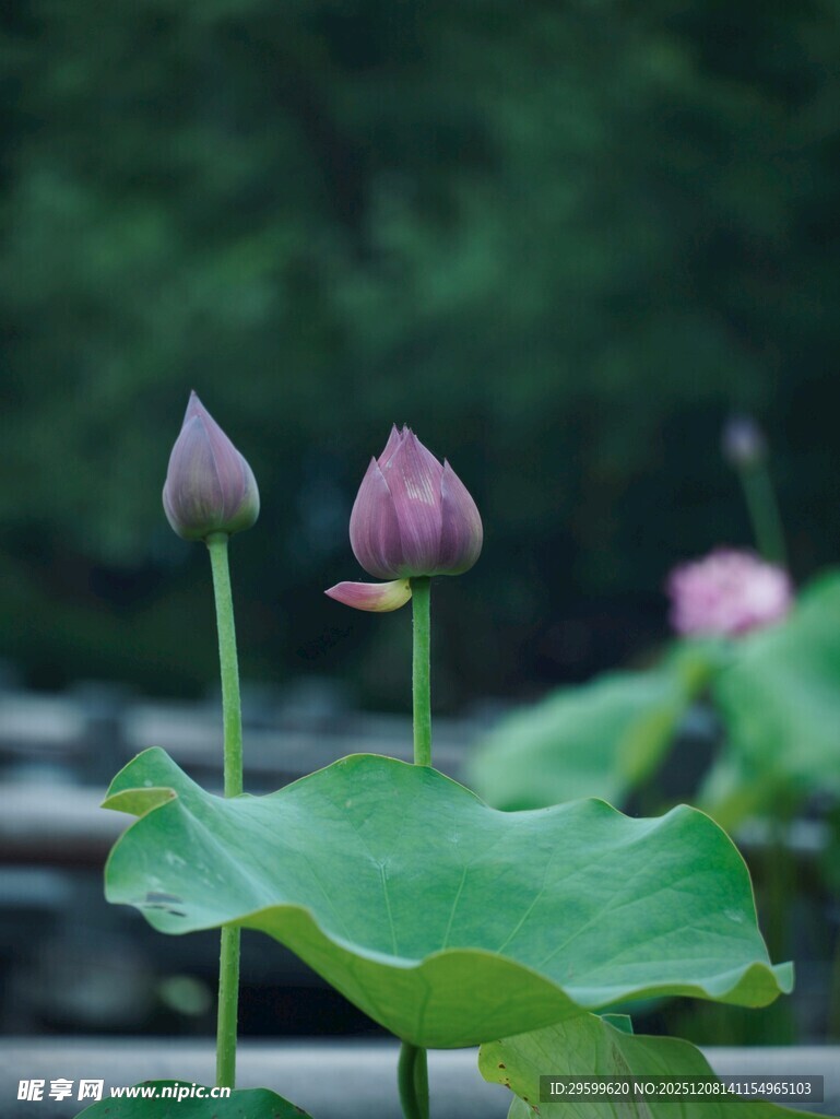 含苞待放的粉嫩荷花