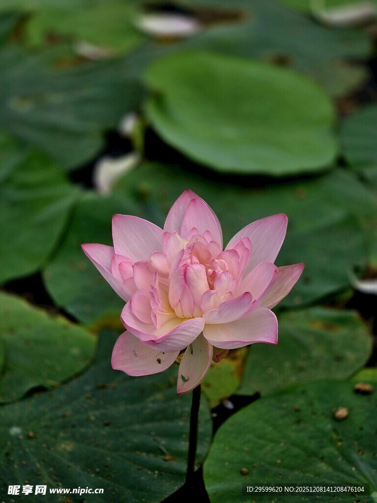 粉色荷花绽放于荷叶间